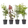 Brico Acer Palmatum - Set Van 4 - Japanse Esdoorn - Pot 10,5Cm - Hoogte 25-40Cm- Planten