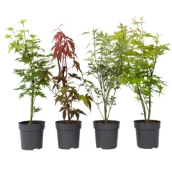 Brico Acer Palmatum - Set Van 4 - Japanse Esdoorn - Pot 10,5Cm - Hoogte 25-40Cm- Planten