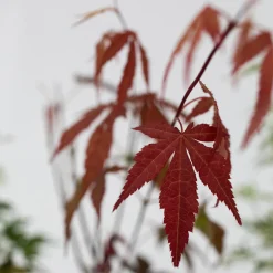 Brico Acer Palmatum - Set Van 4 - Japanse Esdoorn - Pot 10,5Cm - Hoogte 25-40Cm- Planten