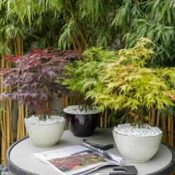 Brico Acer Palmatum - Set Van 4 - Japanse Esdoorn - Pot 10,5Cm - Hoogte 25-40Cm- Planten