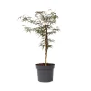 Brico Acer Palmatum 'Garnet' - Japanse Esdoorn - Pot 19Cm - Hoogte 60-70Cm- Planten