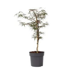 Brico Acer Palmatum 'Garnet' - Japanse Esdoorn - Pot 19Cm - Hoogte 60-70Cm- Planten