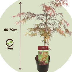 Brico Acer Palmatum 'Garnet' - Japanse Esdoorn - Pot 19Cm - Hoogte 60-70Cm- Planten