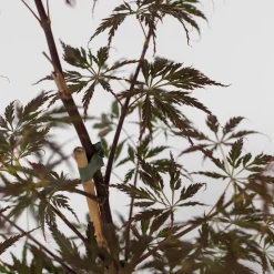 Brico Acer Palmatum 'Garnet' - Japanse Esdoorn - Pot 19Cm - Hoogte 60-70Cm- Planten