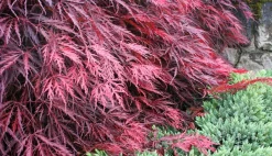 Brico Acer Palmatum 'Garnet' - Japanse Esdoorn - Pot 19Cm - Hoogte 60-70Cm- Planten
