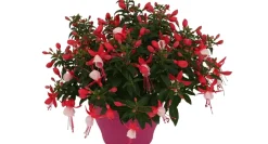 Brico Bellenplant (Fuchsia) Diversen- Planten