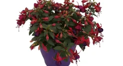 Brico Bellenplant (Fuchsia) Diversen- Planten