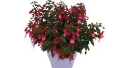 Brico Bellenplant (Fuchsia) Diversen- Planten