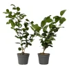 Brico Camellia Japonica "Brushfield'S Yellow" - Roos - Pot 15Cm - Hoogte 50-60Cm- Planten