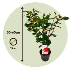 Brico Camellia Japonica 