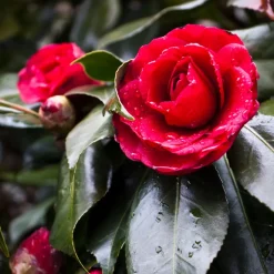 Brico Camellia Japonica 