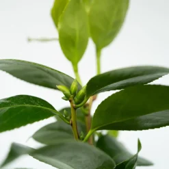 Brico Camellia Japonica 