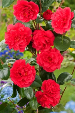 Brico Camellia Japonica 