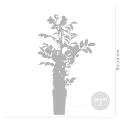 Brico Campsis ‘Radicans 'Galen' – Klimplant – Trompetklimmer – Winterhard - 15 Cm – ↕60-70 Cm- Planten