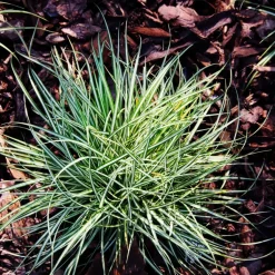 Brico Carex Amazon Mist - Set Van 6 - Pot 10,5 - Hoogte 15-25Cm- Planten
