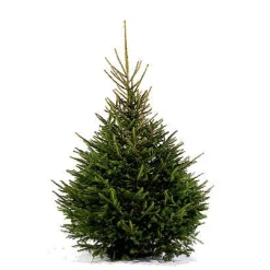 Echte Kerstbomen|Brico Central Park Kerstboom Epicea 150-175Cm