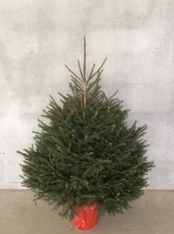 Echte Kerstbomen|Brico Central Park Kerstboom Epicea 150-175Cm