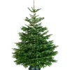 Echte Kerstbomen|Brico Central Park Kerstboom Nordmann 150-175Cm