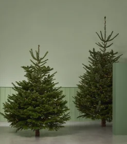 Echte Kerstbomen|Brico Central Park Kerstboom Nordmann 150-175Cm