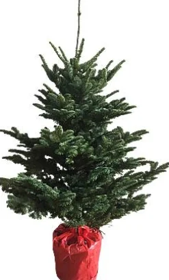 Echte Kerstbomen|Brico Central Park Kerstboom Nobilis 125-150Cm