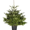 Echte Kerstbomen|Brico Central Park Kerstboom Nordmann 125-150Cm