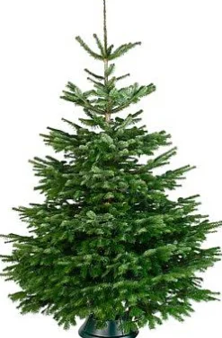 Echte Kerstbomen|Brico Central Park Kerstboom Nordmann 175-200Cm