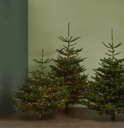 Echte Kerstbomen|Brico Central Park Kerstboom Nordmann 175-200Cm