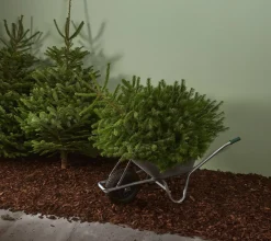 Echte Kerstbomen|Brico Central Park Kerstboom Nordmann 175-200Cm