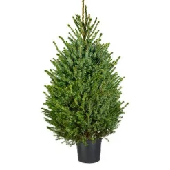 Echte Kerstbomen|Brico Central Park Kerstboom Omorika 80-100Cm