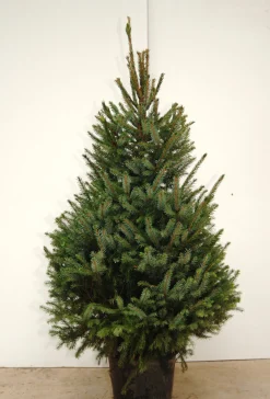 Echte Kerstbomen|Brico Central Park Kerstboom Omorika 150-175Cm