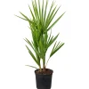 Brico Chamaerops Humilis – Europese Dwergpalm – Palm – Winterhard - 15 Cm - ↕40-50 Cm- Planten