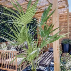 Brico Chamaerops Humilis – Europese Dwergpalm – Palm – Winterhard - 15 Cm - ↕40-50 Cm- Planten