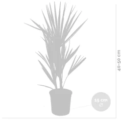Brico Chamaerops Humilis – Europese Dwergpalm – Palm – Winterhard - 15 Cm - ↕40-50 Cm- Planten