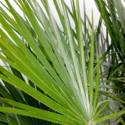 Brico Chamaerops Humilis – Europese Dwergpalm – Palm – Winterhard - 15 Cm - ↕40-50 Cm- Planten