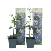 Brico Clematis Taiga - Set Van 2 - Winterharde Klimplanten - Pot 9Cm - Hoogte 25-40Cm- Planten