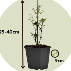 Brico Clematis Taiga - Set Van 2 - Winterharde Klimplanten - Pot 9Cm - Hoogte 25-40Cm- Planten