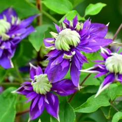 Brico Clematis Taiga - Set Van 2 - Winterharde Klimplanten - Pot 9Cm - Hoogte 25-40Cm- Planten
