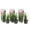 Brico Cortaderia Selloana - Set Van 3 - Siergras - Roze - Pot 9Cm - Hoogte 25-40Cm- Planten