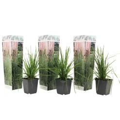Brico Cortaderia Selloana - Set Van 3 - Siergras - Roze - Pot 9Cm - Hoogte 25-40Cm- Planten