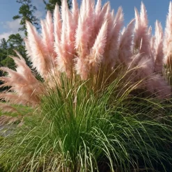 Brico Cortaderia Selloana - Set Van 3 - Siergras - Roze - Pot 9Cm - Hoogte 25-40Cm- Planten