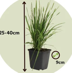 Brico Cortaderia Selloana - Set Van 3 - Siergras - Roze - Pot 9Cm - Hoogte 25-40Cm- Planten
