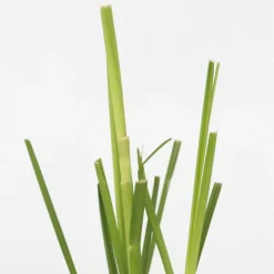Brico Cortaderia Selloana - Set Van 3 - Siergras - Roze - Pot 9Cm - Hoogte 25-40Cm- Planten
