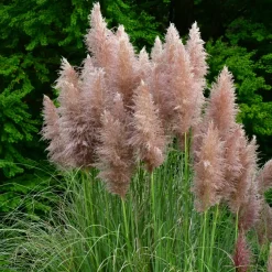 Brico Cortaderia Selloana - Set Van 3 - Siergras - Roze - Pot 9Cm - Hoogte 25-40Cm- Planten