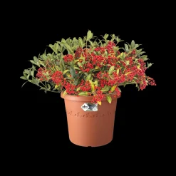 Brico Elho Bloempot Algarve Cilindro Rond O21Cm Terra- Plantenpotten En -Bakken