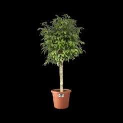 Brico Elho Bloempot Algarve Cilindro Rond O35Cm Terra- Plantenpotten En -Bakken