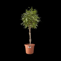 Brico Elho Bloempot Algarve Cilindro Rond Wielen O40Cm Terra- Plantenpotten En -Bakken