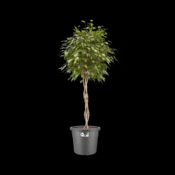 Brico Elho Bloempot Algarve Cilindro Rond O30Cm Antraciet- Plantenpotten En -Bakken