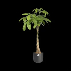 Brico Elho Bloempot B. For Soft Rond O14Cm Antraciet- Plantenpotten En -Bakken