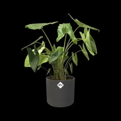 Brico Elho Bloempot B. For Soft Rond O14Cm Antraciet- Plantenpotten En -Bakken