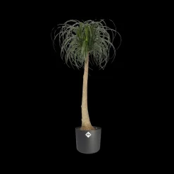 Brico Elho Bloempot B.For Soft Rond O30Cm Antraciet- Plantenpotten En -Bakken